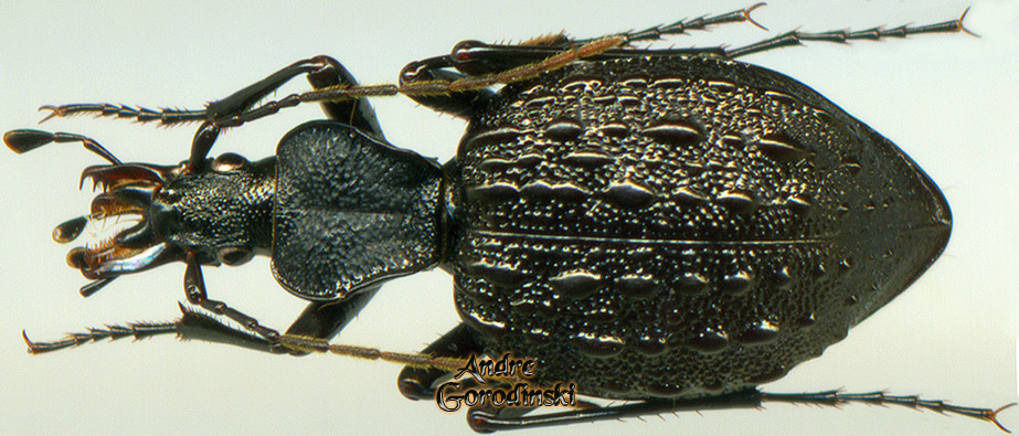 http://www.gorodinski.ru/carabidae/Cychrus marcilhaci haeckeli.jpg